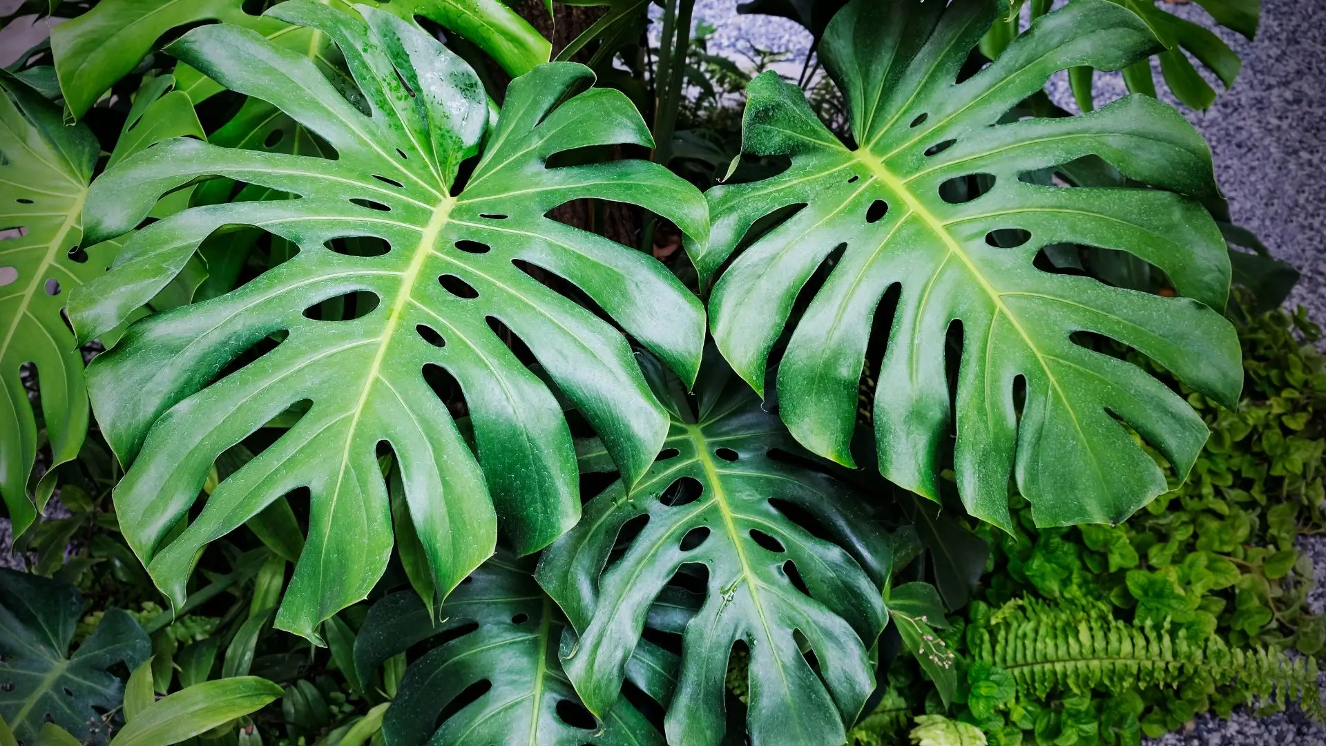 Folhas grandes e verdes da planta costela de adão em destaque
