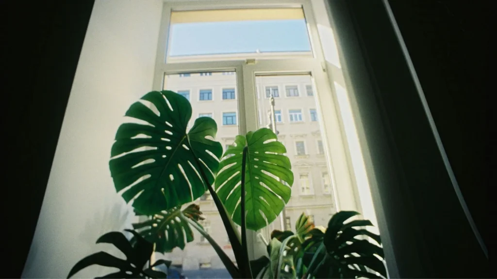 Planta costela de adão recebendo luz indireta perto da janela
