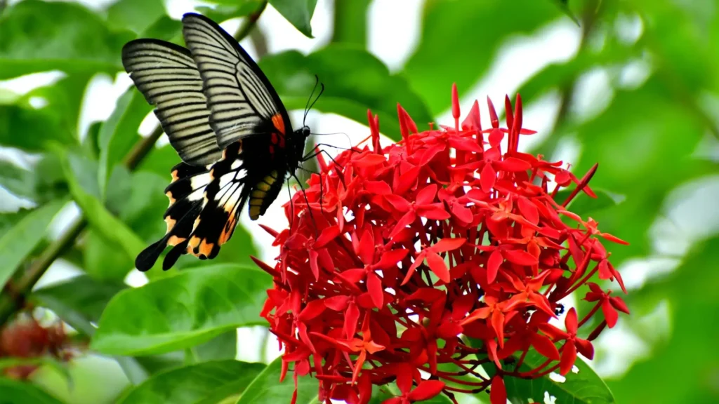Borboleta pousada sobre as flores vermelhas da planta Ixora em um jardim verde, simbolizando beleza, leveza e transformação natural.