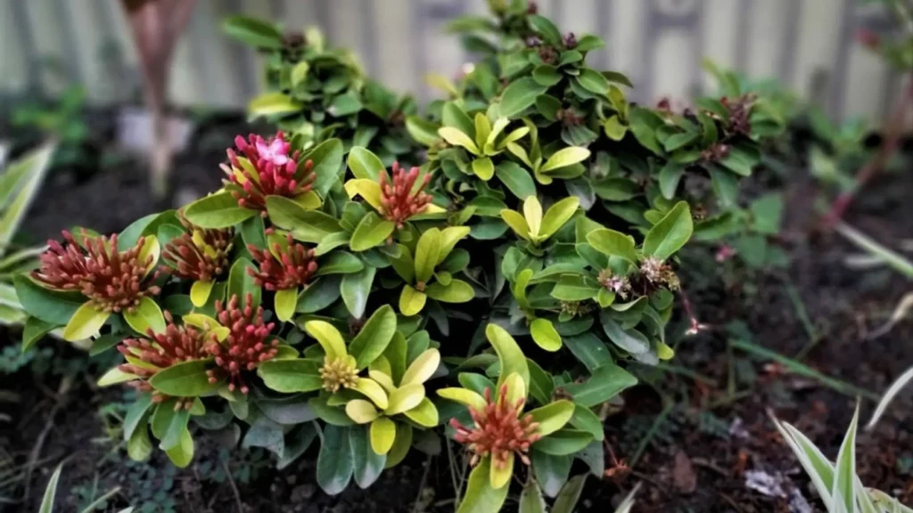 Muda de planta ixora com folhas verdes e brotos florais avermelhados em canteiro de terra.