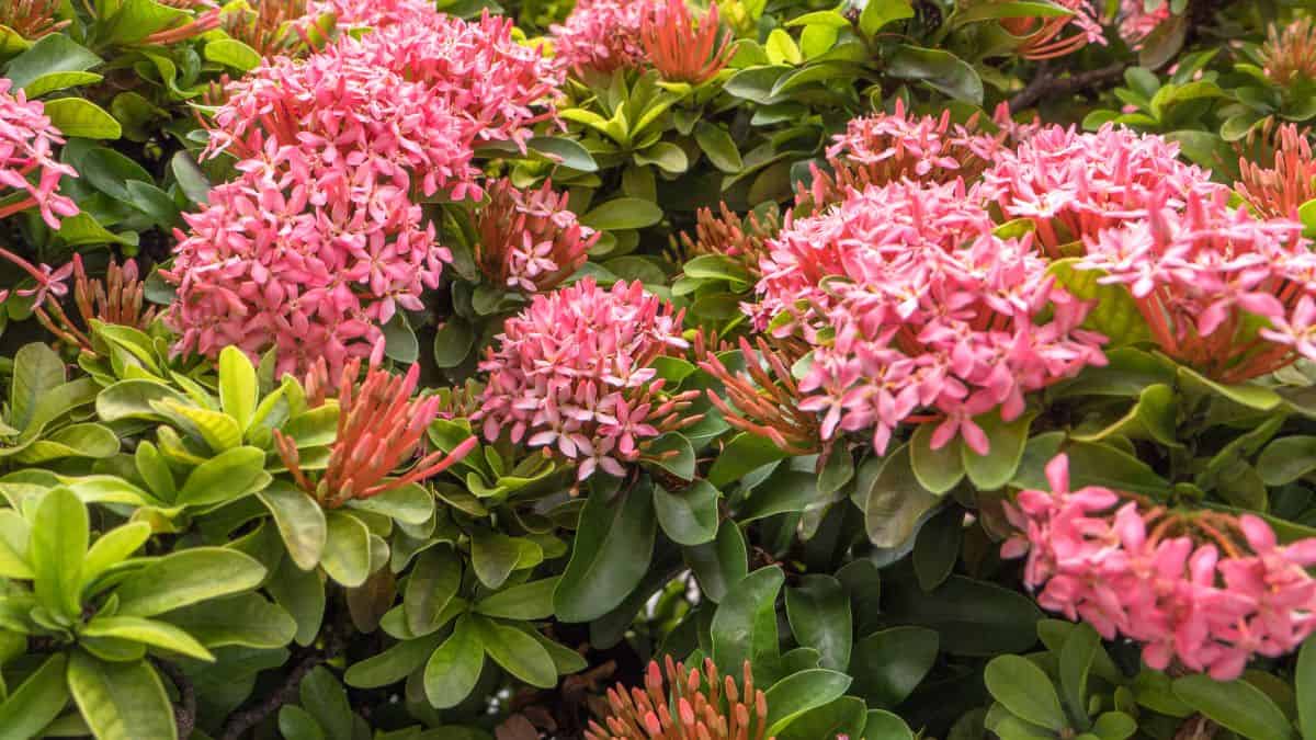 Planta ixora com flores rosas em floração abundante no jardim