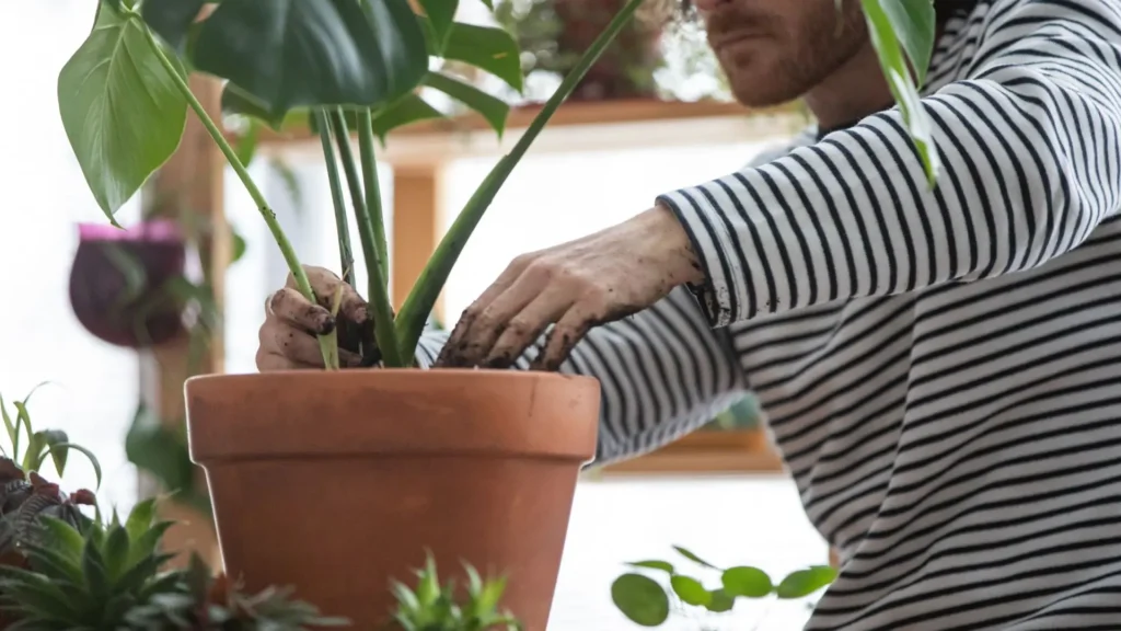 Pessoa plantando uma costela de adão em um vaso de barro, ajustando o substrato com as mãos sujas de terra.