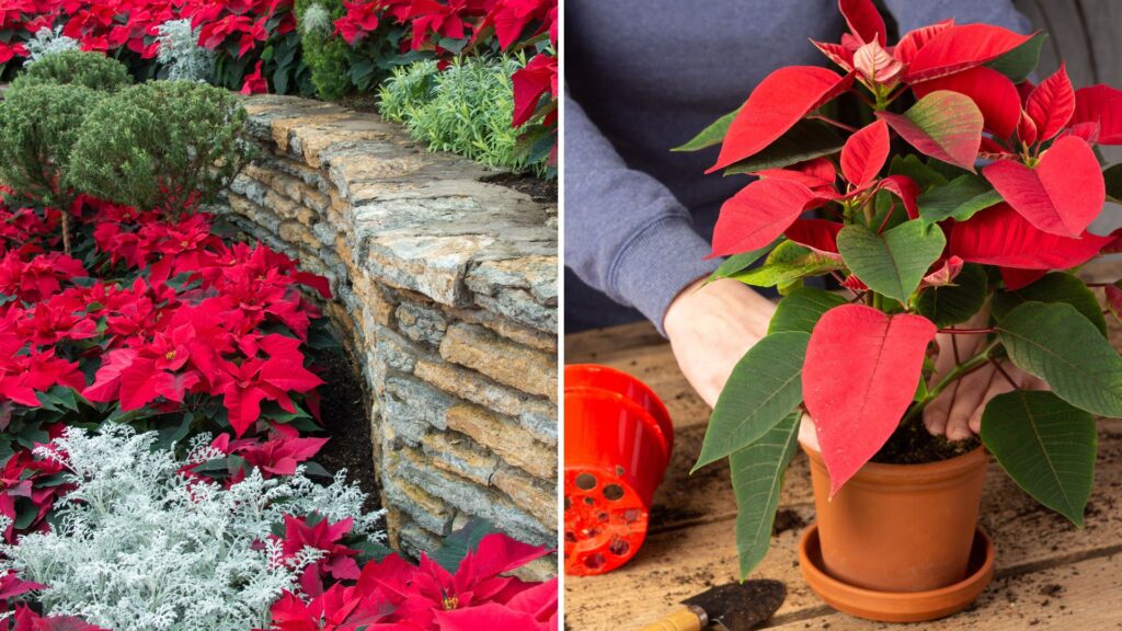 Montagem mostrando poinsétias vermelhas cultivadas em jardim ao ar livre e em vaso de barro sobre uma mesa, representando as duas formas de cultivo da flor de Natal.