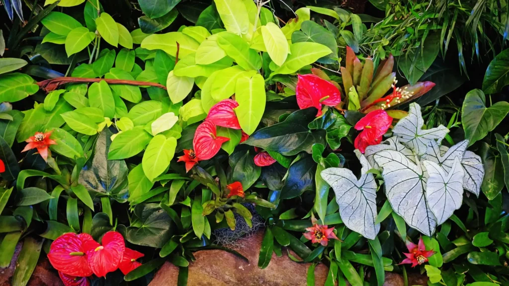 folhagens e flores tropicais com caládios brancos, antúrios vermelhos e plantas verdes em composição densa