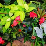folhagens e flores tropicais com caládios brancos, antúrios vermelhos e plantas verdes em composição densa