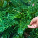 Folhagens verdes e profundamente recortadas da planta Xanadu sendo tocadas por uma mão humana, destacando textura e saúde das folhas.