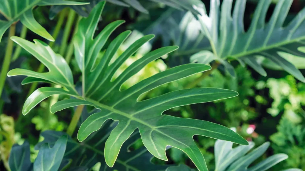 Folhas verdes e recortadas da planta Xanadu em destaque, mostrando sua forma ornamental.
