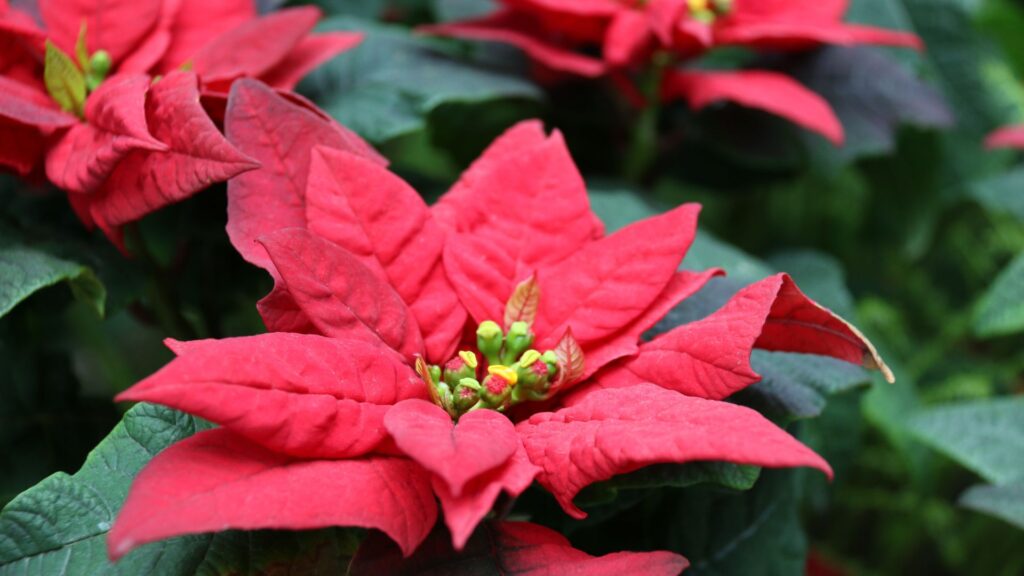 Poinsetia com brácteas vermelhas e flores centrais amarelas, também conhecida como bico-de-papagaio ou flor-de-Natal.