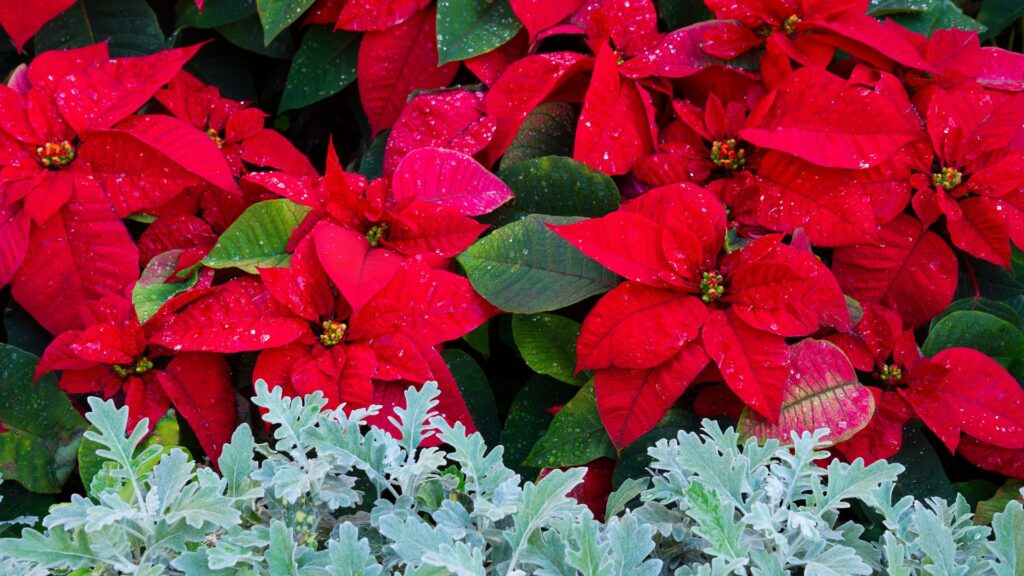 Poinsétias vermelhas com folhas verdes e gotas de orvalho, cultivadas em canteiro junto a folhagens prateadas, ilustrando como a flor de Natal pode se manter bonita o ano todo com os cuidados certos.