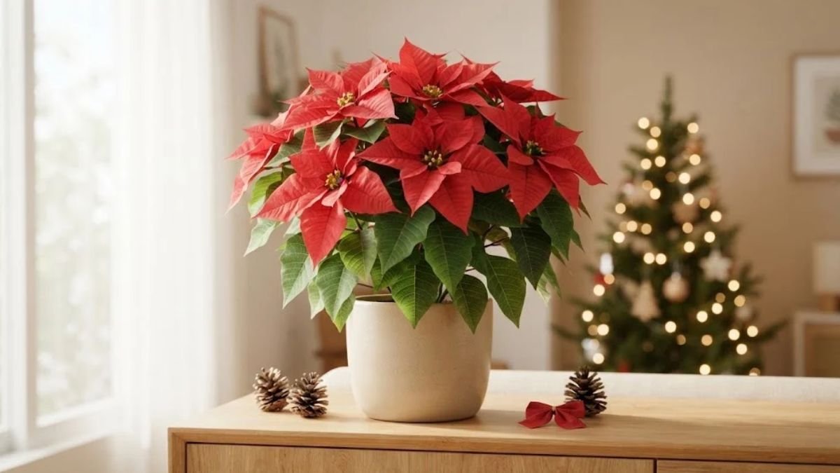 Poinsetia vermelha em vaso bege sobre aparador, com árvore de Natal desfocada ao fundo.