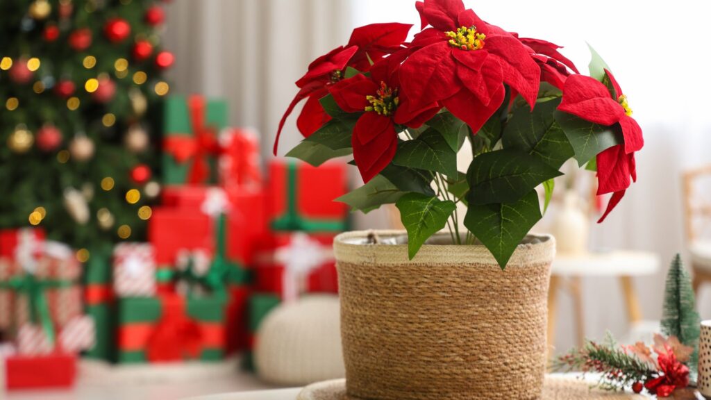 Poinsetia em vaso natural decorando ambiente de Natal, com árvore e presentes ao fundo — flor de Natal vermelha símbolo das festas de fim de ano.