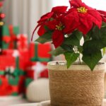 Poinsetia em vaso natural decorando ambiente de Natal, com árvore e presentes ao fundo — flor de Natal vermelha símbolo das festas de fim de ano.