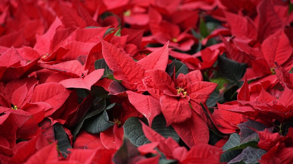 Poinsettia (Euphorbia pulcherrima) com brácteas vermelhas intensas e folhas verdes, formando um conjunto ornamental típico do Natal.