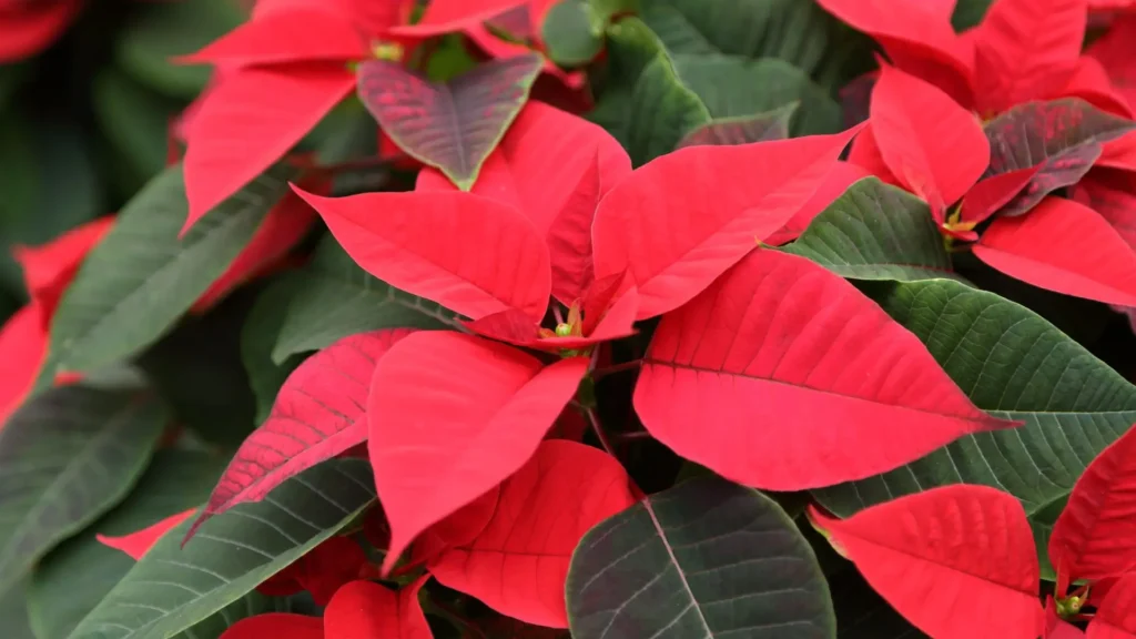 Folhas vermelhas vibrantes da flor Poinsettia, símbolo tradicional do Natal