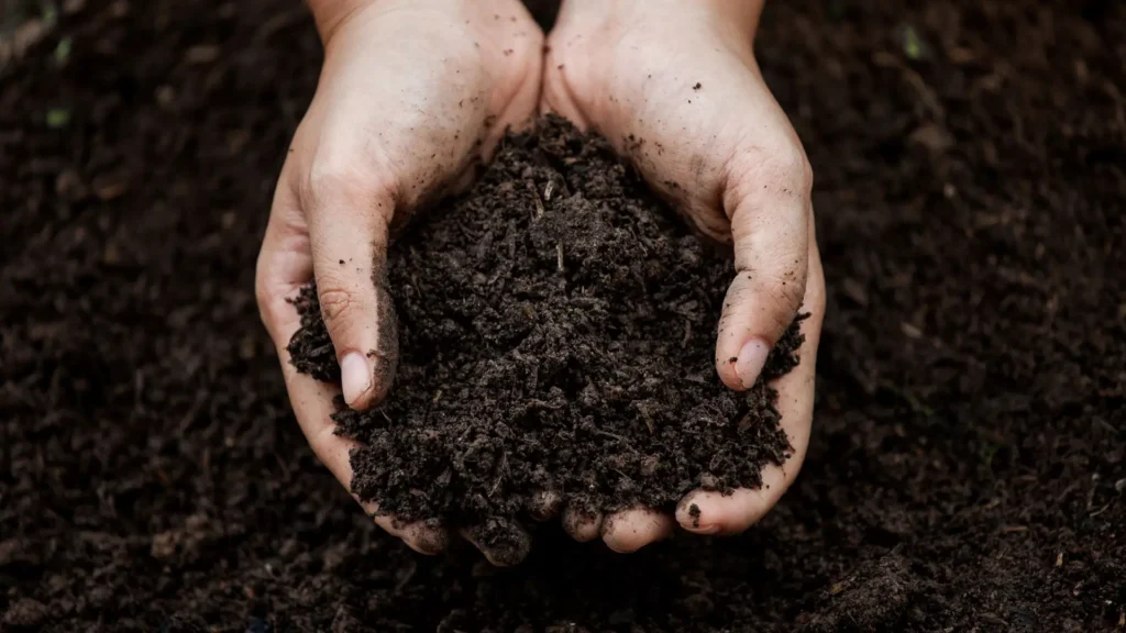 Mãos segurando terra fértil e úmida, simbolizando o preparo do solo ideal para o cultivo da flor de hibisco.