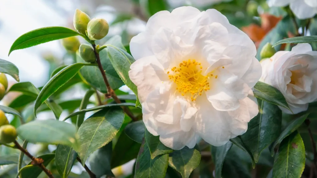 Flor de camélia branca em destaque, com centro amarelo e folhas verdes brilhantes, representando a variedade clássica da espécie Camellia japonica.