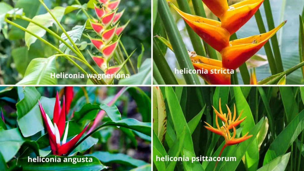 Montagem com quatro espécies de helicônias: wagneriana, stricta, angusta e psittacorum