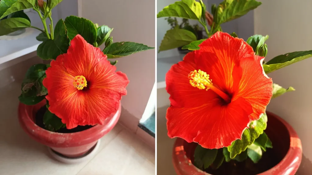 Flor de hibisco vermelha cultivada em vaso de cerâmica, com folhas mostrando leves sinais de ressecamento por excesso de sol.