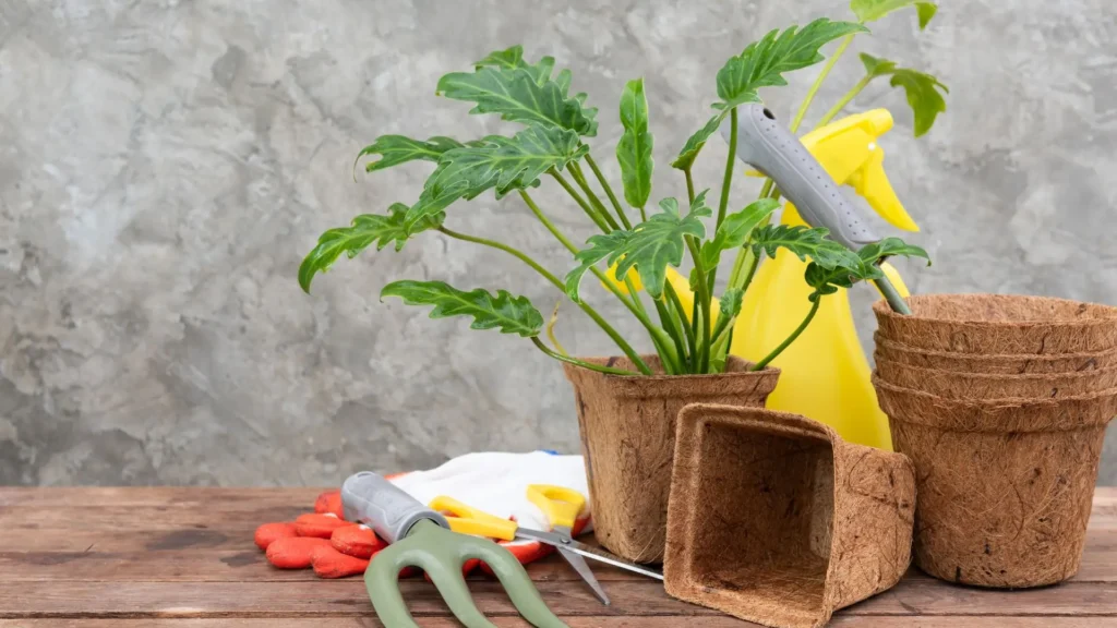 mudas de planta xanadu ao lado de ferramentas de jardinagem e vasos de fibra, prontas para o processo de multiplicação