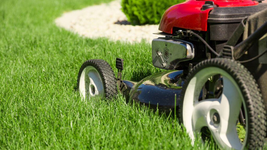 cortador de grama a gasolina com tração trabalhando em gramado denso e bem cuidado