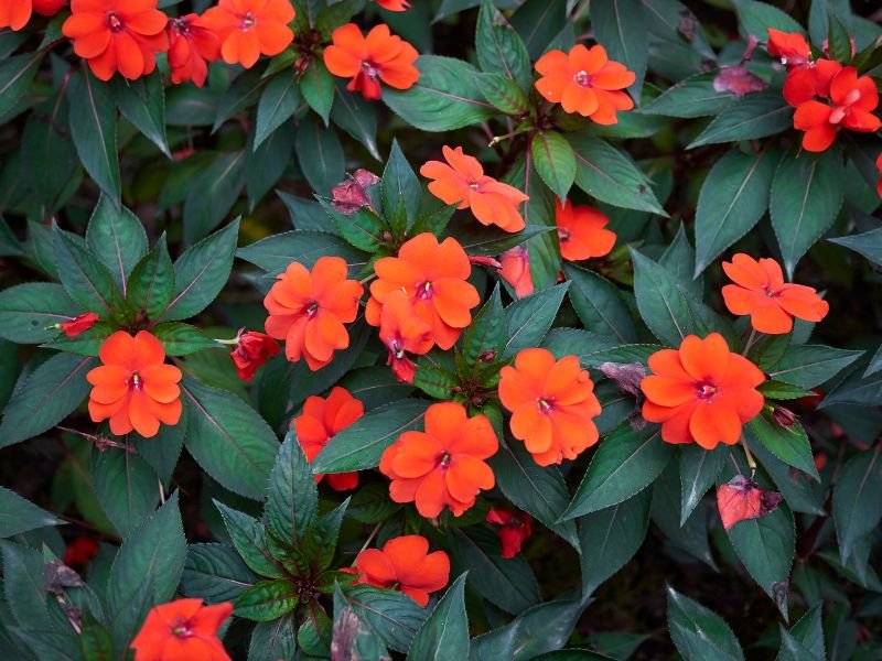 SunPatiens adulta com flores vermelhas e alaranjadas e folhagem escura