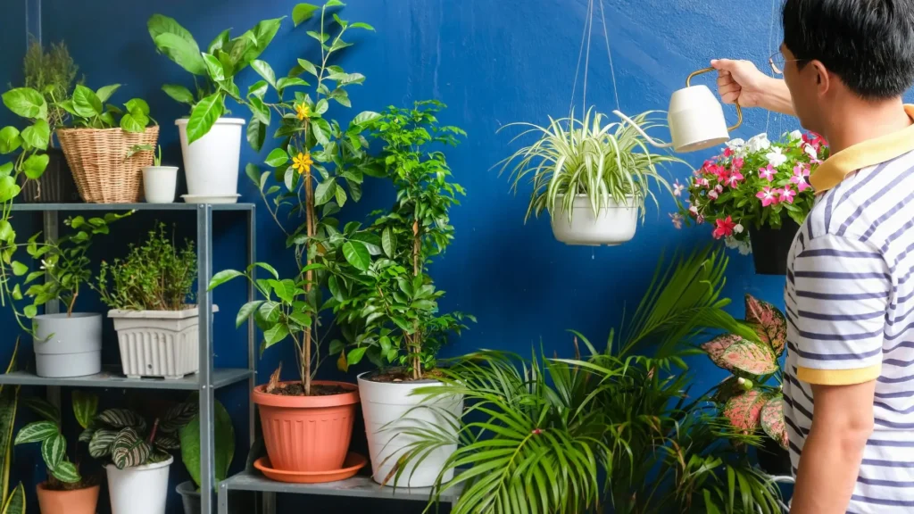 Pessoa regando um clorofito em vaso suspenso em área externa.