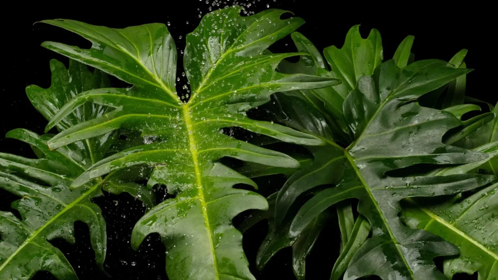 folhas de planta Xanadu com gotas de água destacando a umidade após a rega
