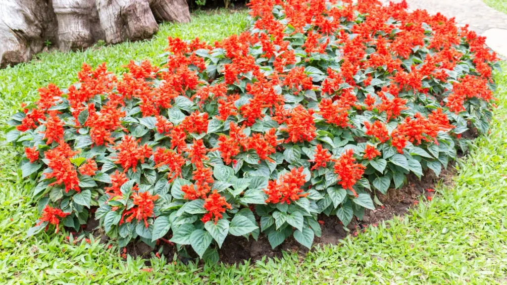 Canteiro com sálvia vermelha florescendo em bloco, usado como flores para canteiro de jardim em áreas de sol pleno.