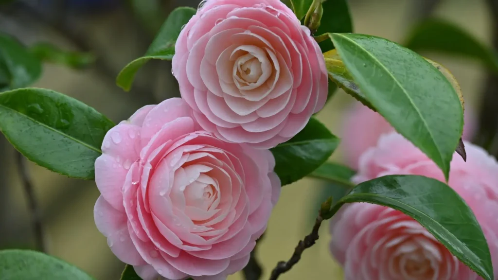 Flores de camélia rosa em destaque, com pétalas sobrepostas e gotas de orvalho, simbolizando ternura, gratidão e amor sereno.
