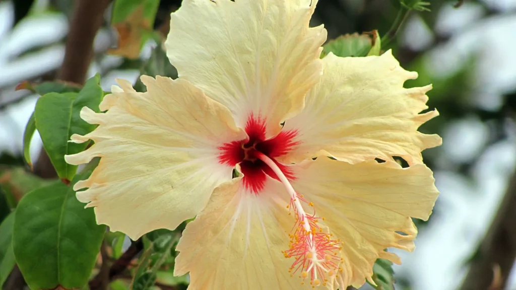 Flor de hibisco amarela com centro vermelho simbolizando amor, energia e prosperidade nos jardins tropicais.