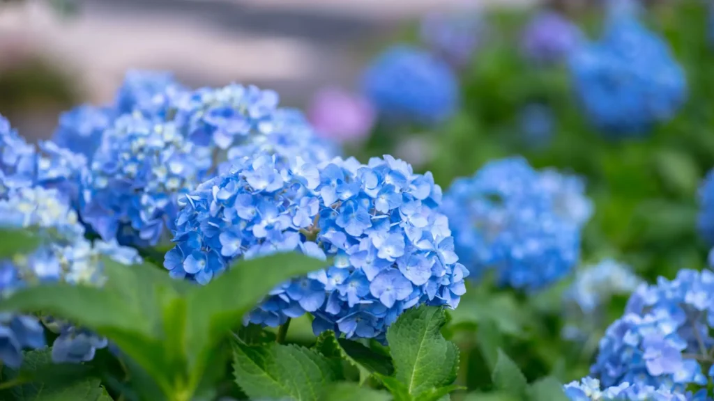 Hortênsias azuis florindo em jardim verde, simbolizando tranquilidade, perdão e equilíbrio emocional.
