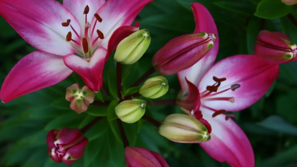 Lírios perfumados em tons de rosa, vermelho e branco, simbolizando amor, pureza e renovação no jardim.
