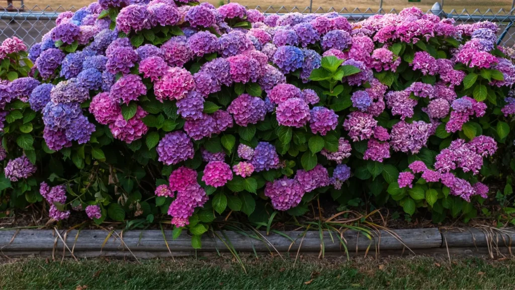 Hortênsias em tons de rosa, lilás e roxo florindo em jardim, simbolizando gratidão e transformação.
