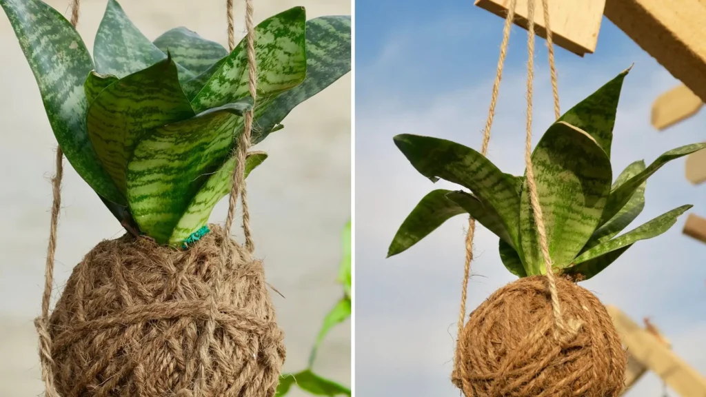 Espadinha de São Jorge cultivada em kokedama pendente, envolta em fibra e presa por cordas, com folhas verdes em destaque.