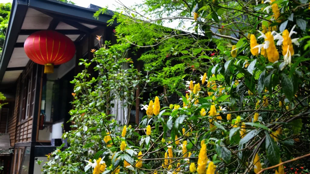 planta camarão amarelo florescendo em frente a uma casa, simbolizando luz e prosperidade
