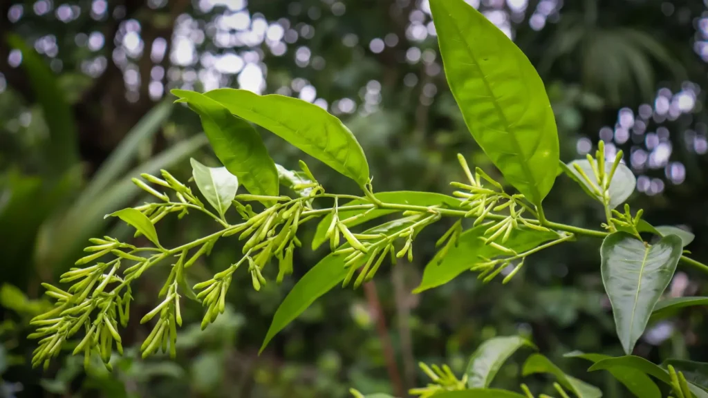 Ramo de Dama da Noite (Cestrum nocturnum) com botões fechados e folhas verdes, em destaque sobre um fundo natural desfocado.