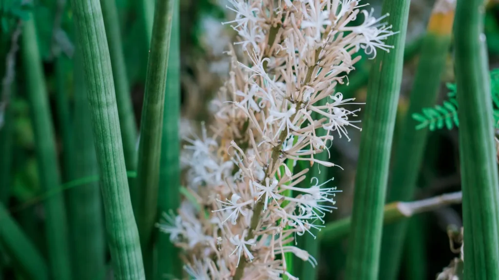 Flor da lança de São Jorge em destaque, simbolizando proteção e significado espiritual.