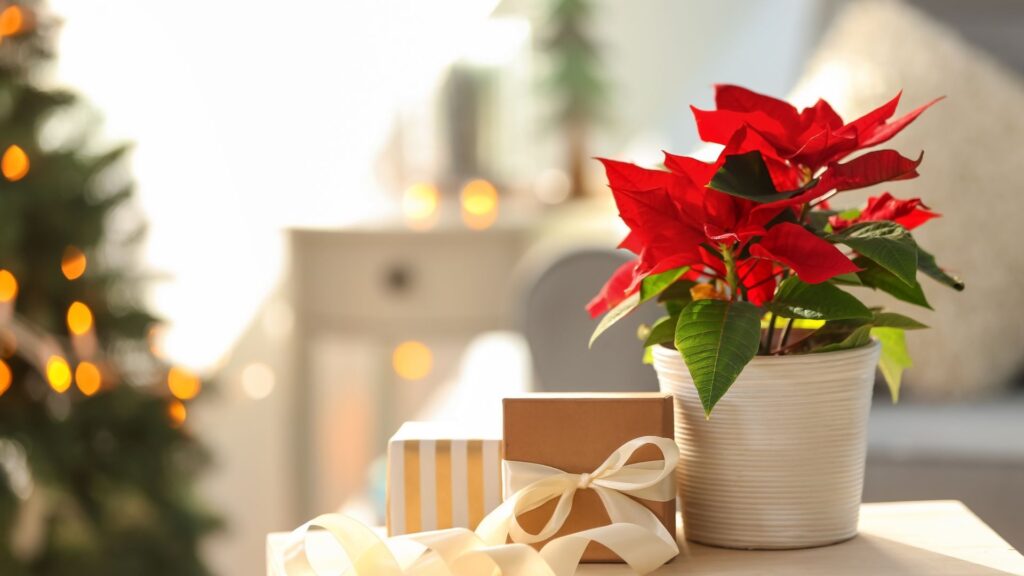 Vaso com poinsettia de brácteas vermelhas ao lado de presentes de Natal, representando o simbolismo de esperança e renovação que a flor carrega.