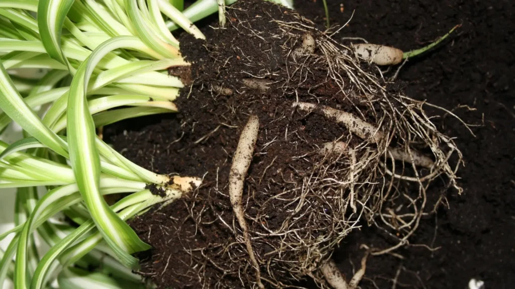 Raízes de clorofito expostas mostrando o tipo de solo ideal para a planta.