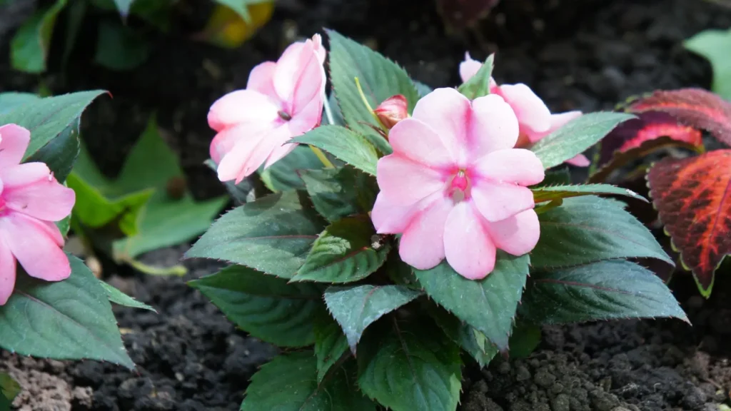 Flor Impatiens hawkeri plantada em solo direto, mostrando folhas verdes escuras e flores rosadas.