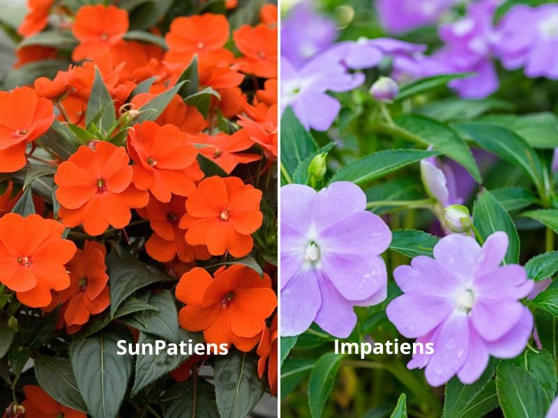 Comparação entre SunPatiens alaranjada e Impatiens hawkeri lilás