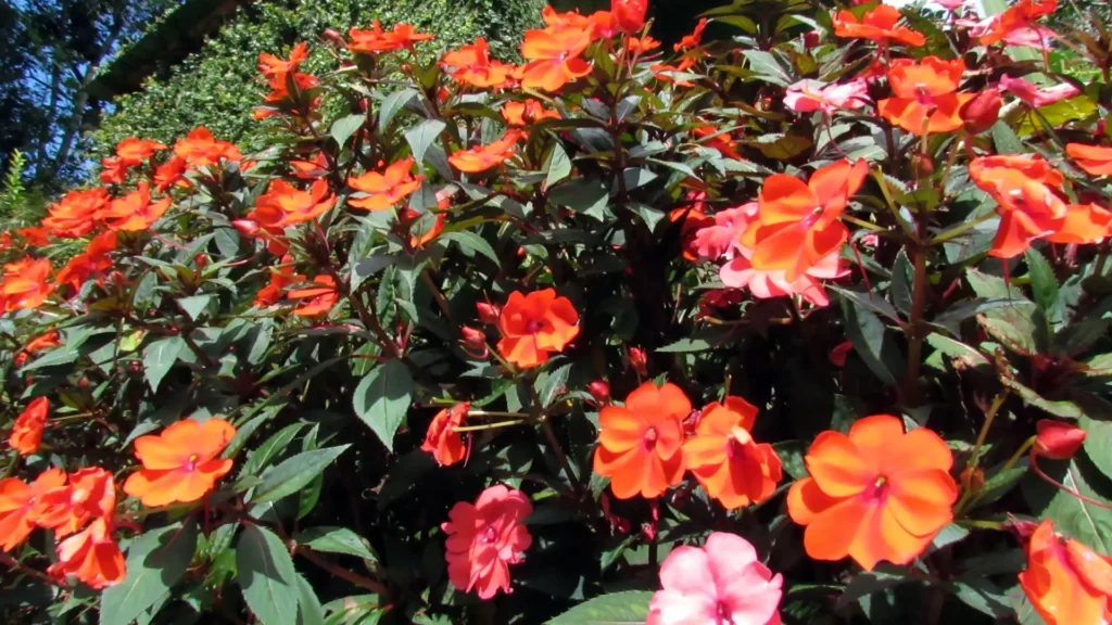 Canteiro cheio de SunPatiens alaranjadas e rosadas em plena floração, com folhagem verde vigorosa sob luz intensa.