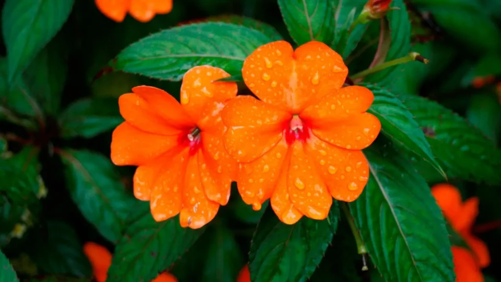 Flores de sunpatiens laranja com pétalas cobertas de gotículas de água em meio a folhagem verde.
