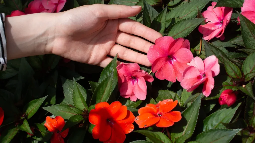 Flores de SunPatiens em tons de rosa e laranja usadas como flores para canteiro de jardim em áreas de sol filtrado.