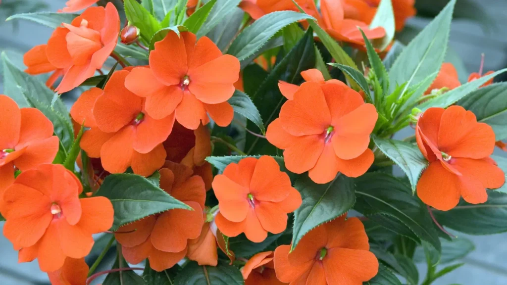 Close de um grupo de flores SunPatiens laranja intenso, com pétalas grandes e folhas verdes alongadas, formando um maciço denso e vibrante no jardim.