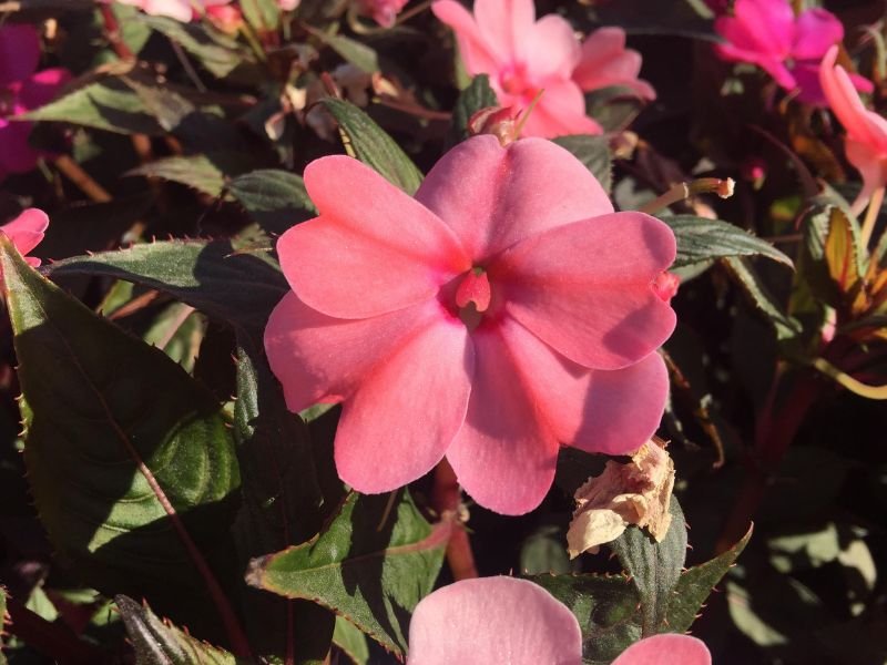 Flor rosa de SunPatiens cultivada em local claro no jardim