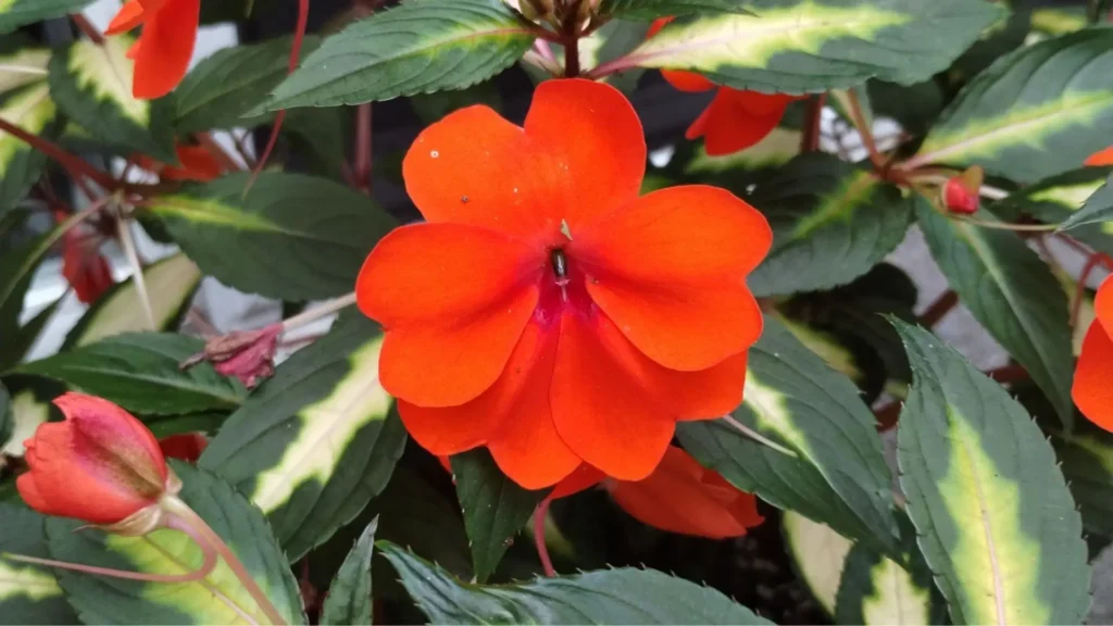 “Close de um SunPatiens de flores laranja e folhas variegadas, ilustrando que SunPatiens e Impatiens não devem ser plantados juntos porque precisam de condições de luz diferentes.”