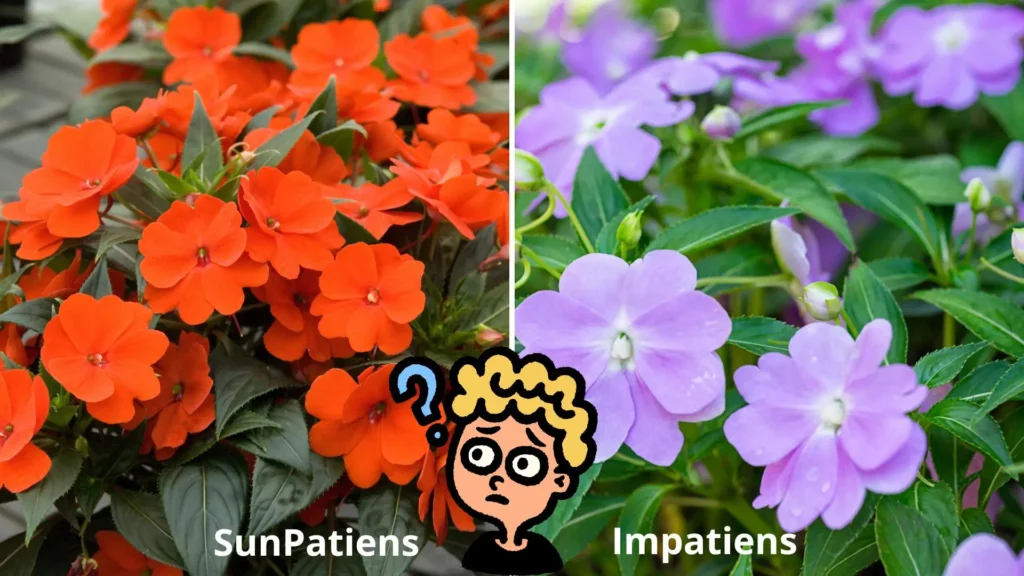 comparação entre flores de sunpatiens laranja e impatiens lilás lado a lado