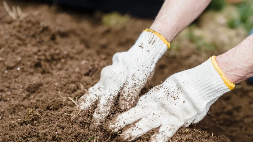 Preparo do solo ideal para planta camarão amarelo
