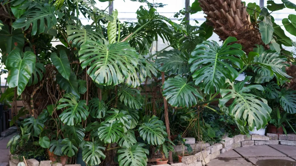 Diferentes tipos de planta costela de adão com folhas variadas
